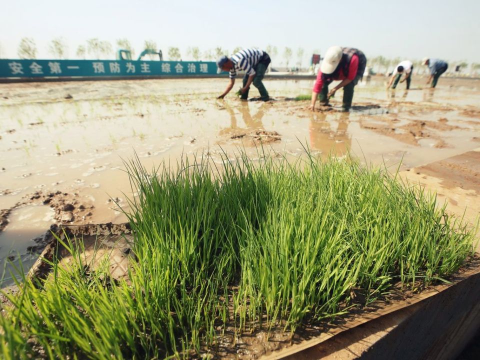 الصين تطوِّر أرزاً ينمو في مياه البحر