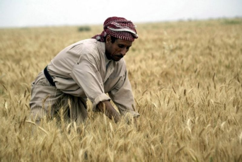 أثر دعم المحاصيل في ريعية القمح والشعير