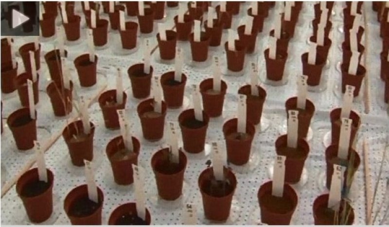 زراعة نباتات في تربة مماثلة لتربة المريخ