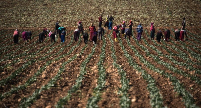 An Area the Size of Tartus and Daraa together can be cultivated; Syrian Agricultural Land: Where is the Increase and Decrease?