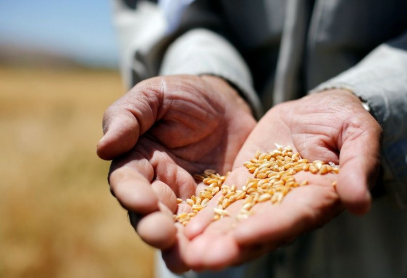 الزراعة السورية رهينة الطقس: هل ستتكرر المواسم الكارثية؟